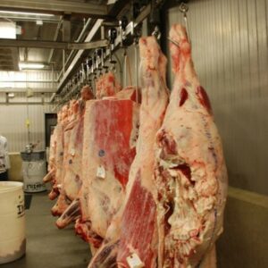 لاشه گوشت تلیسه